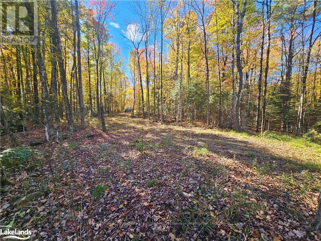 1173 Gelert Road, Minden Hills, Ontario  K0M 2K0 - Photo 10 - X10435941