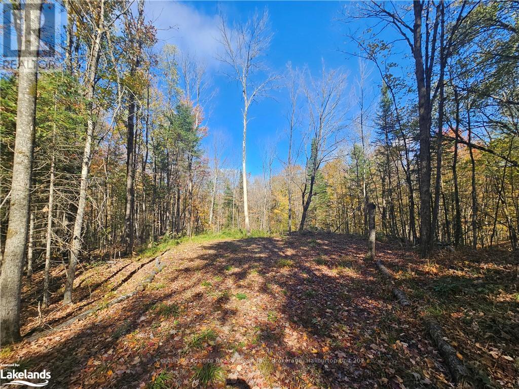 1173 Gelert Road, Minden Hills, Ontario  K0M 2K0 - Photo 8 - X10435941