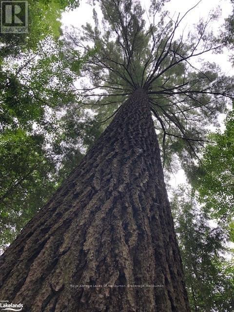 0 Hwy 35, Algonquin Highlands, Ontario  K0M 1S0 - Photo 34 - X10436241