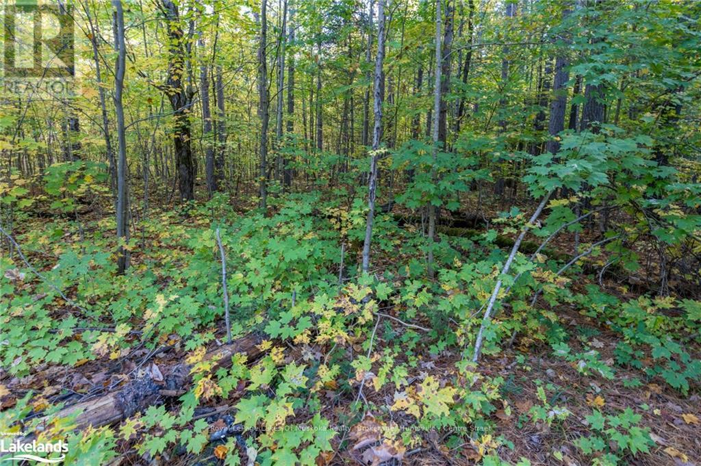 475 East Fox Lake Road, Huntsville, Ontario  P1H 2J2 - Photo 12 - X10438787