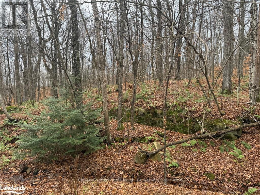 0 Basshaunt Lake Road, Dysart Et Al (Guilford), Ontario  K0M 1S0 - Photo 8 - X10438608