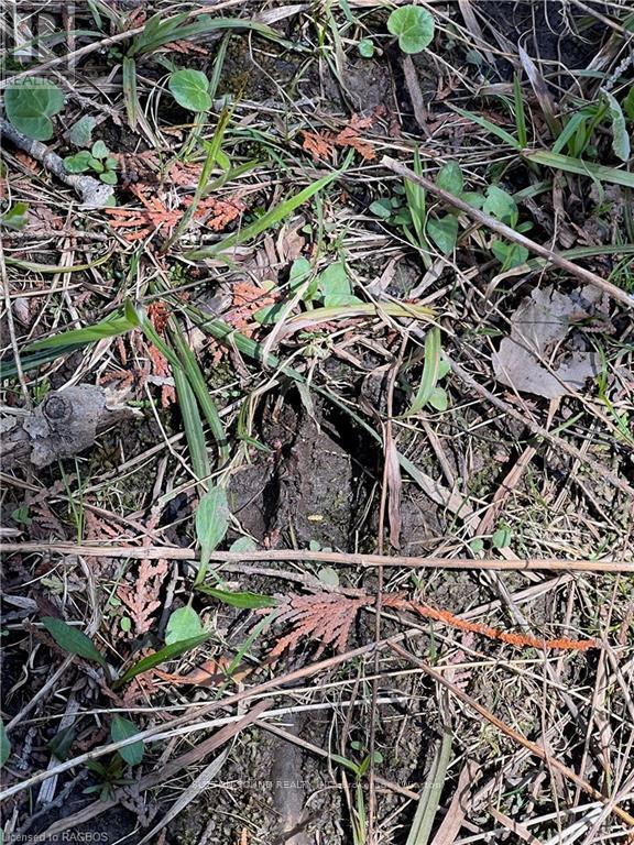 Lot 32 Highway 6, South Bruce Peninsula, Ontario  N0H 2T0 - Photo 14 - X10848014