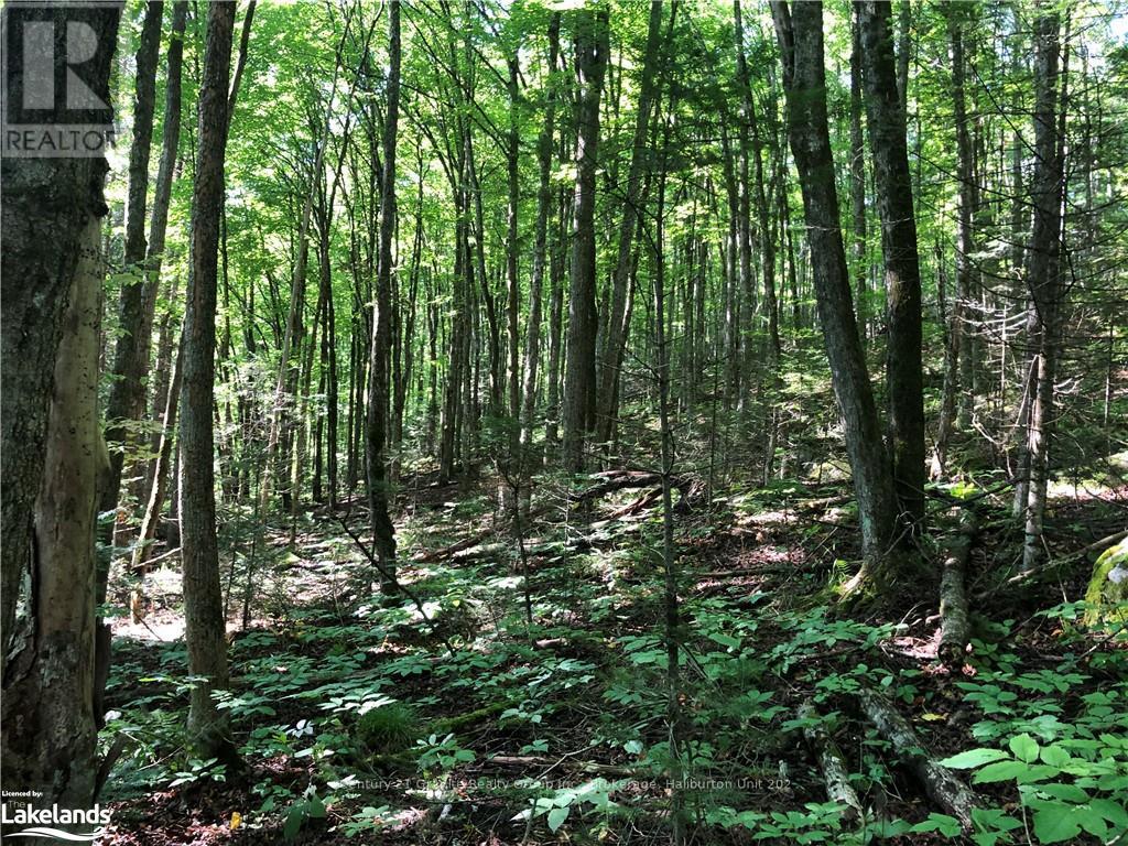 Lot 6-10 Moon Road, Dysart Et Al, Ontario  K0M 1S0 - Photo 8 - X10894743