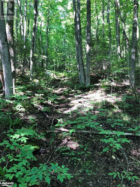 Lot 6-10 Moon Road, Dysart Et Al, Ontario  K0M 1S0 - Photo 9 - X10894743