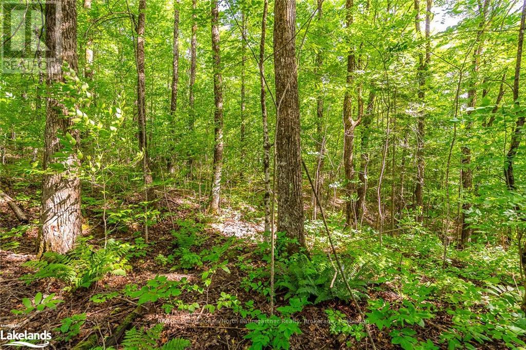 Lt 51 Wenona Lake Road, Dysart Et Al, Ontario  K0M 1S0 - Photo 6 - X10899857