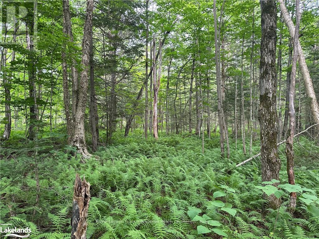 54 Woods Road, Carling, Ontario  P0G 1G0 - Photo 5 - X10899541