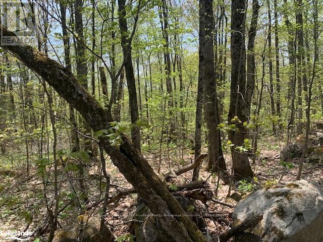 2376 South Horn Lake Road, Ryerson, Ontario  P0A 1L0 - Photo 2 - X10897622
