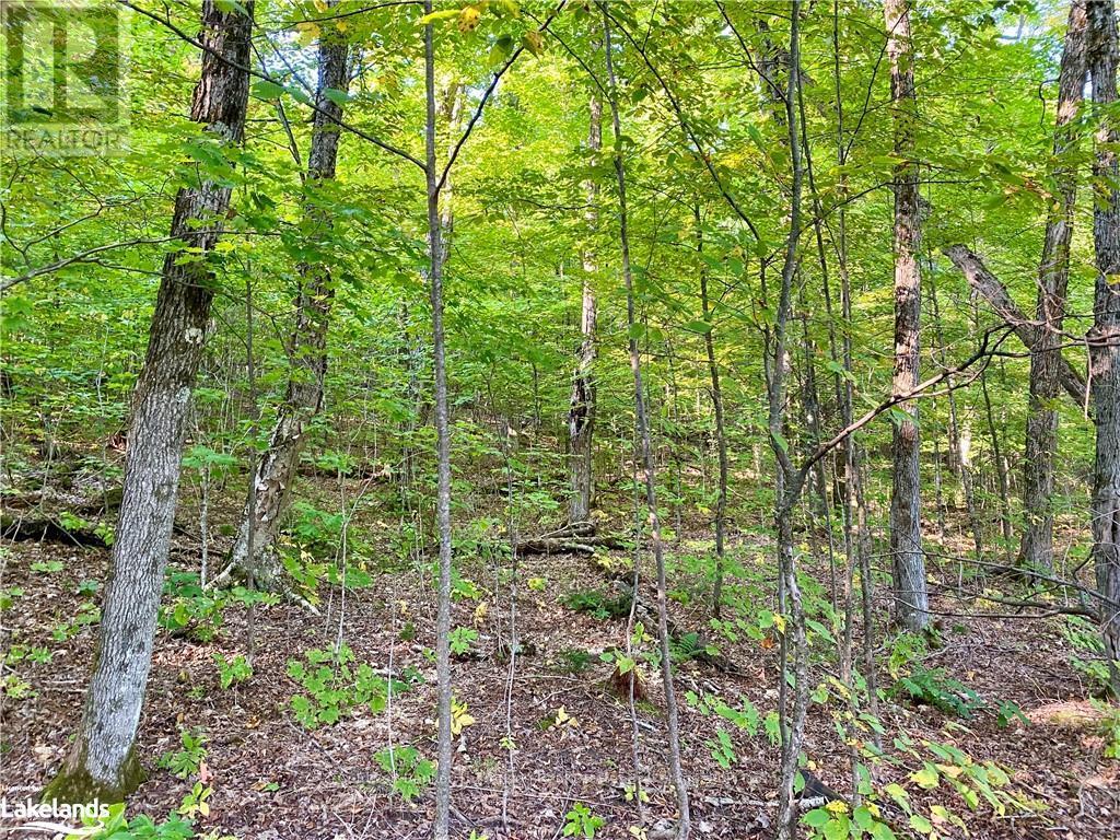 842 Seagull Lake Road, Parry Sound Remote Area, Ontario  P0H 1S0 - Photo 10 - X10895597