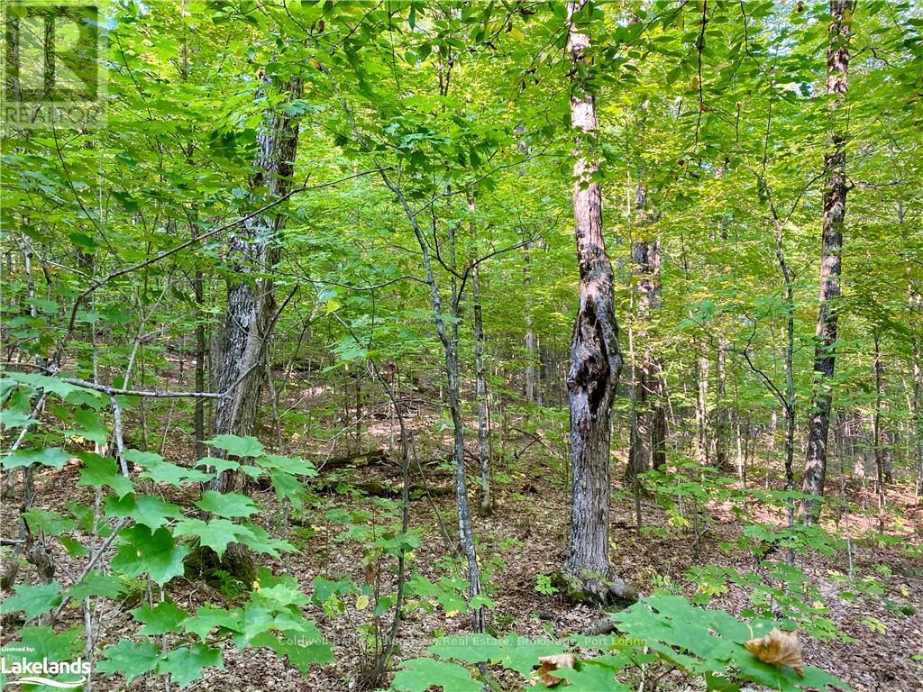 842 Seagull Lake Road, Parry Sound Remote Area, Ontario  P0H 1S0 - Photo 11 - X10895597