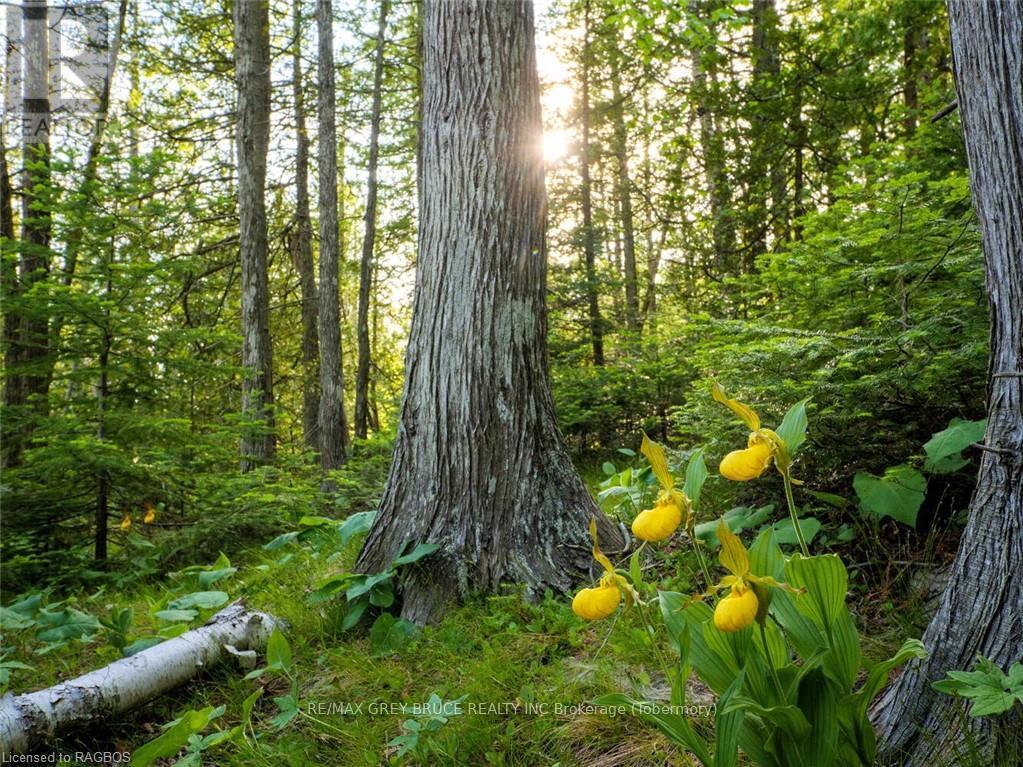 Lt31-32 Big Tub Road, Northern Bruce Peninsula, Ontario  N0H 2R0 - Photo 17 - X10846831