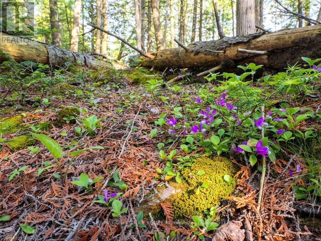 Lt31-32 Big Tub Road, Northern Bruce Peninsula, Ontario  N0H 2R0 - Photo 20 - X10846831