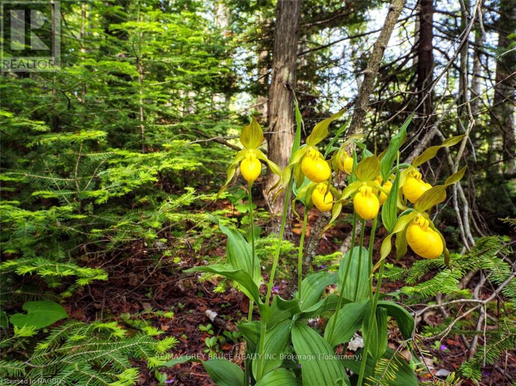 Lt31-32 Big Tub Road, Northern Bruce Peninsula, Ontario  N0H 2R0 - Photo 5 - X10846831