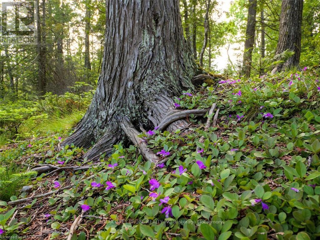 Lt31-32 Big Tub Road, Northern Bruce Peninsula, Ontario  N0H 2R0 - Photo 8 - X10846831