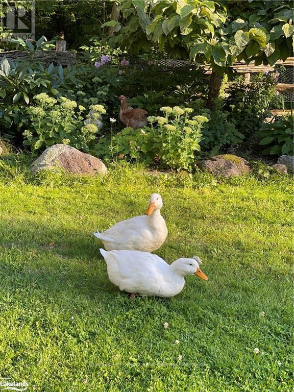 7253 36/37 Nottawasaga Sideroad Side Road, Clearview, Ontario  L0M 1P0 - Photo 33 - S10437055