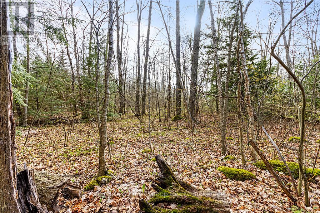 202 Lakeshore Boulevard, Grey Highlands, Ontario  N0C 1E0 - Photo 15 - X11888438