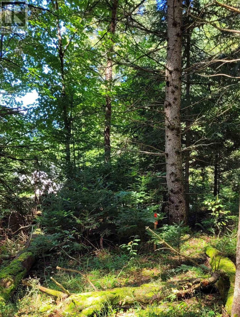 1059 Ablett Court, Algonquin Highlands, Ontario  K0M 1J0 - Photo 6 - X11889760