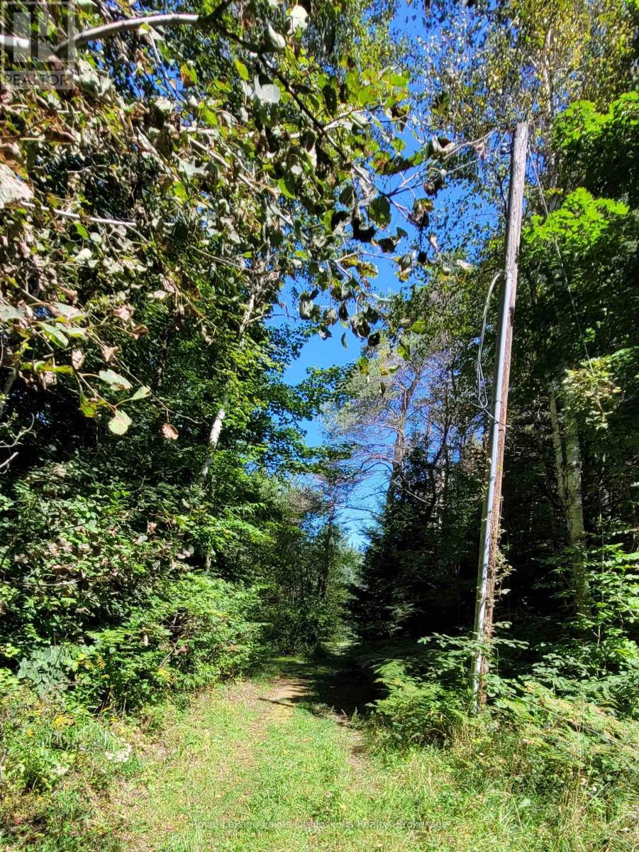 1059 Ablett Court, Algonquin Highlands, Ontario  K0M 1J0 - Photo 8 - X11889760