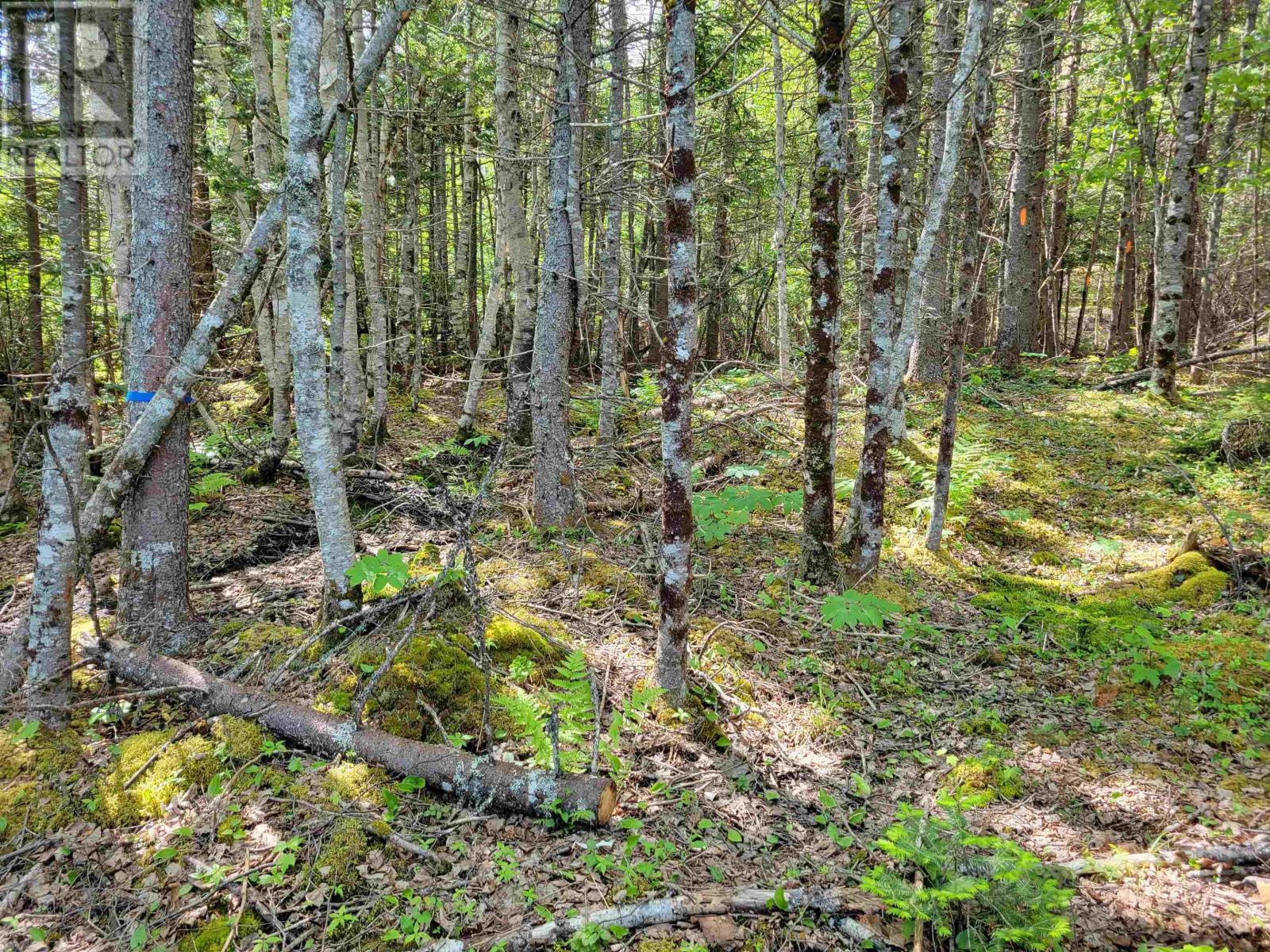 Lot 23-1 Murphy Road, Upper Washabuck, Nova Scotia  B2C 1L7 - Photo 3 - 202428181