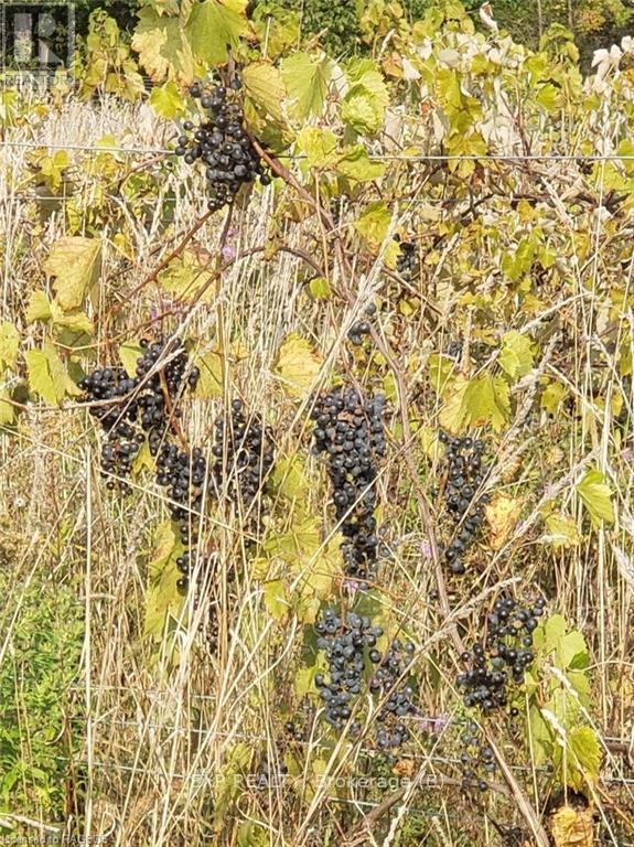 85621 Sideroad 7, Meaford, Ontario  N4L 1W6 - Photo 31 - X11879930