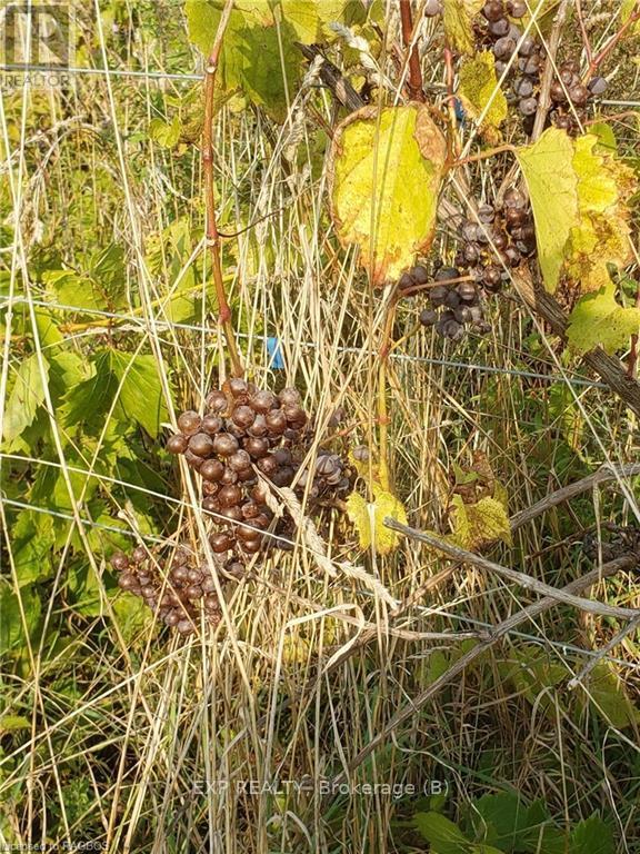 85621 Sideroad 7, Meaford, Ontario  N4L 1W6 - Photo 39 - X11880009