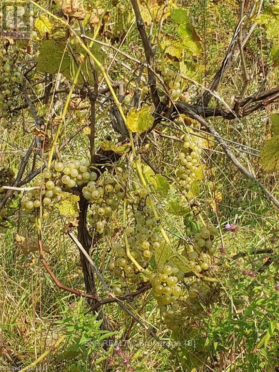 85621 Sideroad 7, Meaford, Ontario  N4L 1W6 - Photo 40 - X11880009