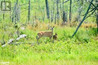 1095 Williamsport Road, Huntsville, Ontario  P1H 2J4 - Photo 39 - X10895371