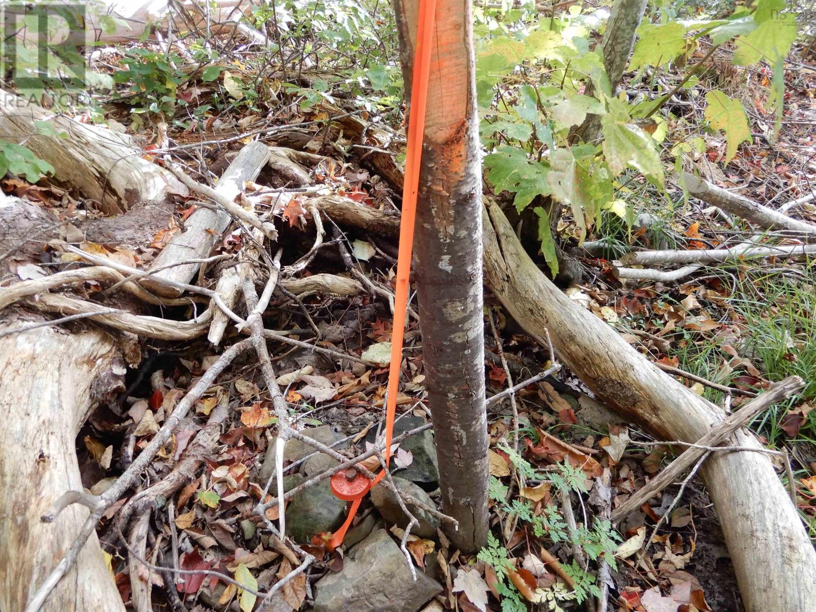 Lorem Ipsum Dolor Sit, Lyons Brook, Nova Scotia  B0K  - Photo 8 - DEMO27539166