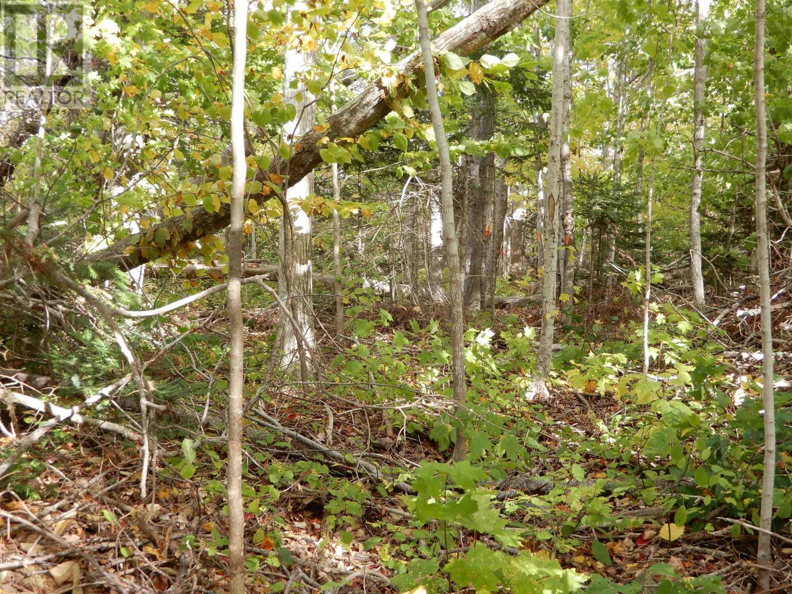 Lorem Ipsum Dolor Sit, Lyons Brook, Nova Scotia  B0K  - Photo 9 - DEMO27539166