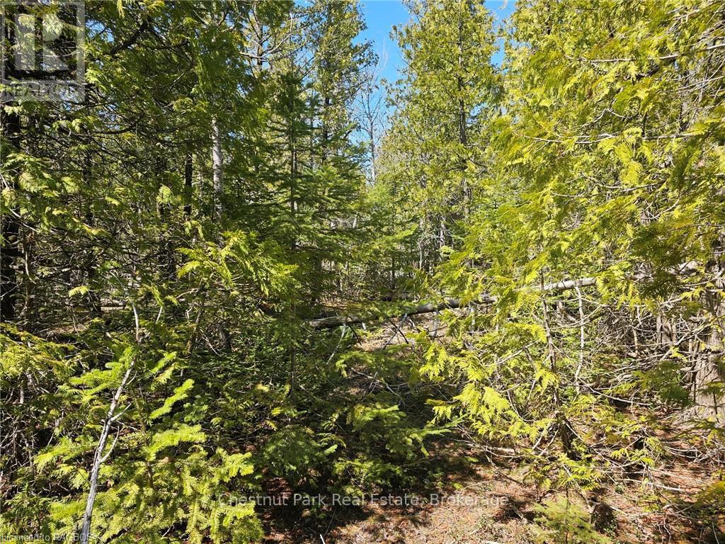 Lot 2 Spry Road, Northern Bruce Peninsula, Ontario  N0H 1W0 - Photo 8 - X10849890