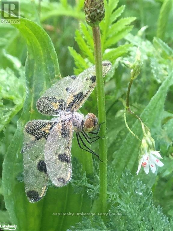 8 Old Mill Road, Unorganized, Ontario  P0H 1A0 - Photo 35 - X10440011