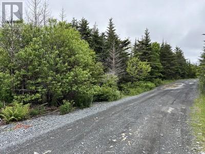 164-174 Forest Road, Carbonear, Newfoundland & Labrador  A1Y 1A6 - Photo 5 - 1280458