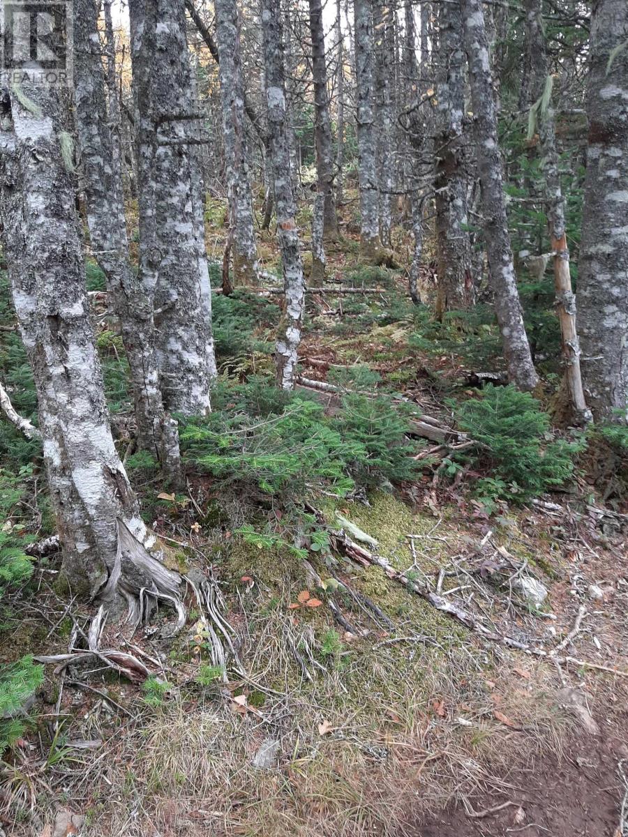 Tower Road, Chéticamp, Nova Scotia  B0E 1H0 - Photo 8 - 202428569