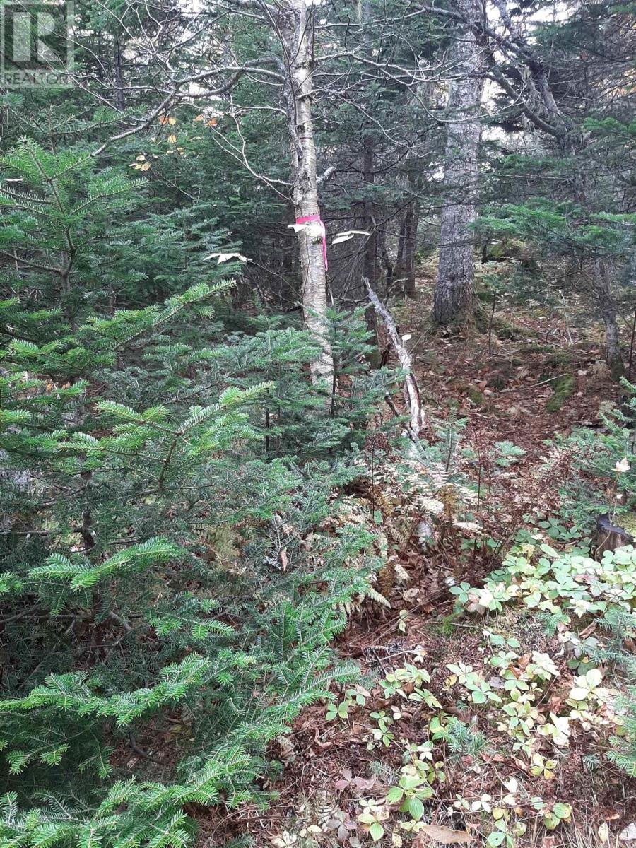 Tower Road, Chéticamp, Nova Scotia  B0E 1H0 - Photo 9 - 202428569