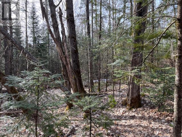 114 - 93 Rye Road, Unorganized District (Lount), Ontario  P0A 1X0 - Photo 5 - X11905568