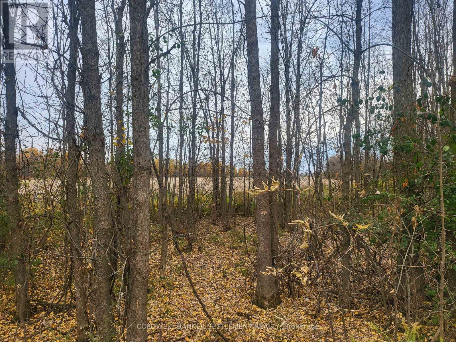 Lot 5 Bush Road, Rideau Lakes, Ontario  K0G 1E0 - Photo 3 - X11908714