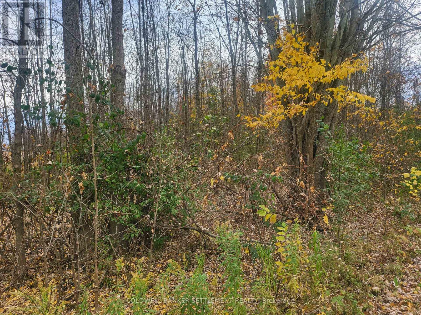 Lot 5 Bush Road, Rideau Lakes, Ontario  K0G 1E0 - Photo 4 - X11908714