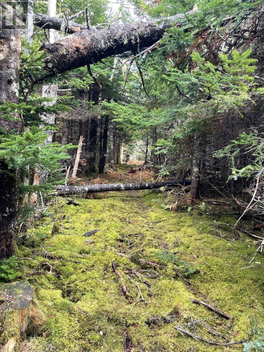 East Petpeswick Road, East Petpeswick, Nova Scotia  B0J 2L0 - Photo 14 - 202420101