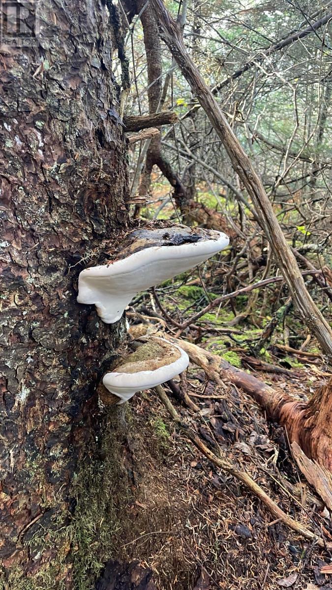 East Petpeswick Road, East Petpeswick, Nova Scotia  B0J 2L0 - Photo 21 - 202420101