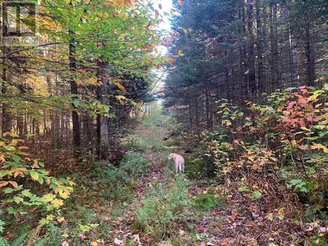 0 Sugar Bush Road E, Magnetawan, Ontario  P0A 1P0 - Photo 6 - X11913453