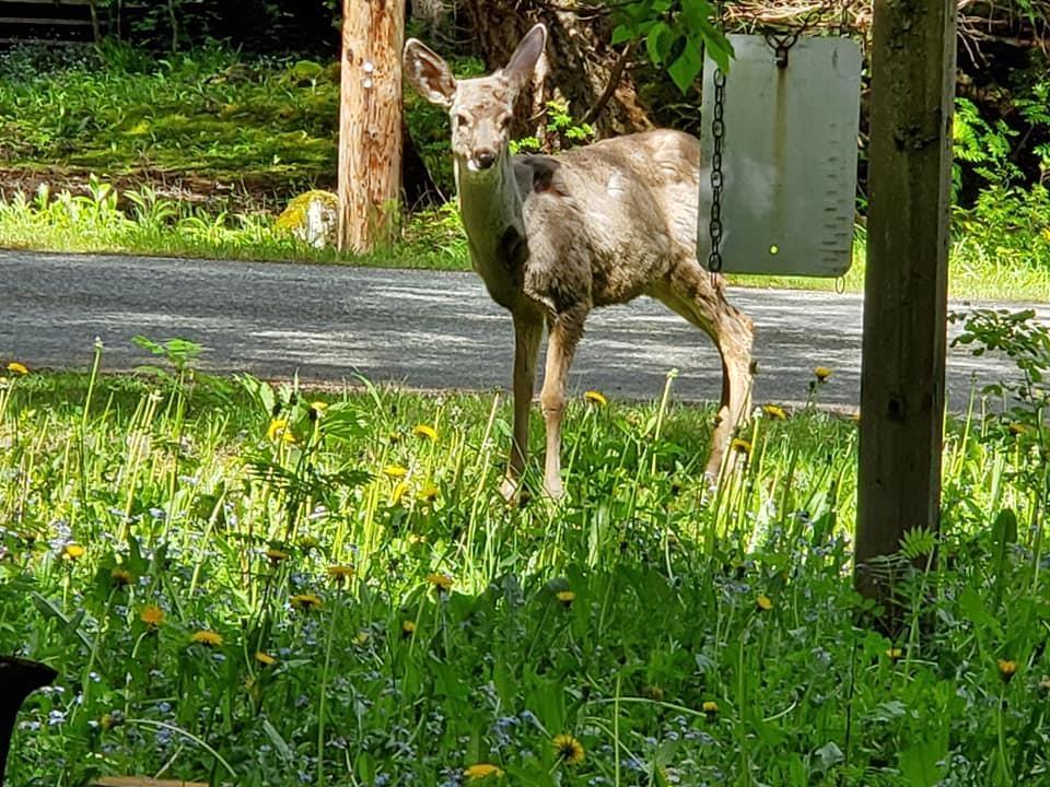 Sve23 Old Hope Princeton Highway, Sunshine Valley, Sunshine Valley, British Columbia V0X 1L5 - Photo 25 - R2954851