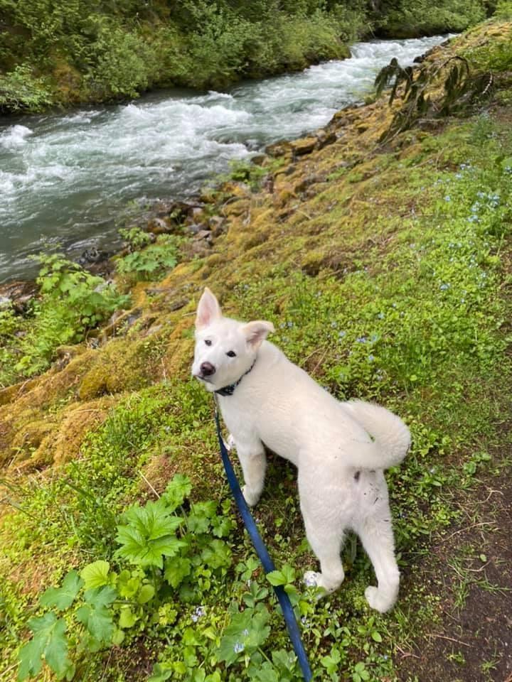 Sve23 Old Hope Princeton Highway, Sunshine Valley, Sunshine Valley, British Columbia V0X 1L5 - Photo 28 - R2954851