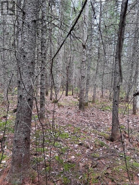 Coy Road, Ripples, New Brunswick  E4B 1T2 - Photo 5 - NB111218
