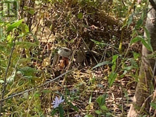 18 Acres Highway 256, West Branch, Nova Scotia  B0K 1R0 - Photo 5 - 202500999