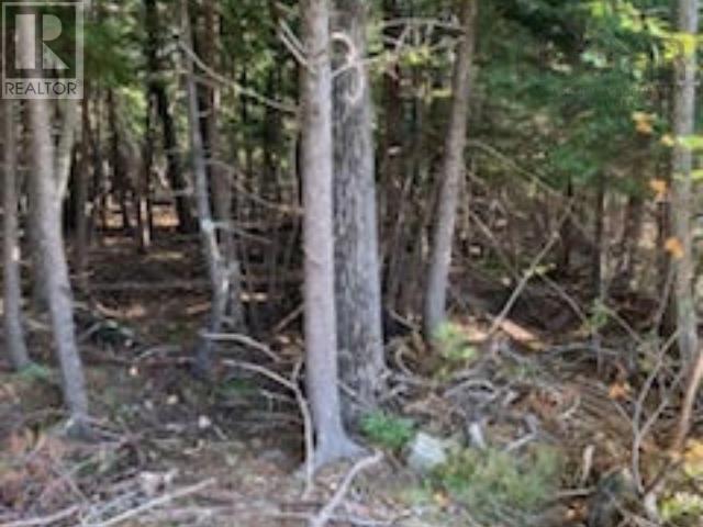 18 Acres Highway 256, West Branch, Nova Scotia  B0K 1R0 - Photo 7 - 202500999