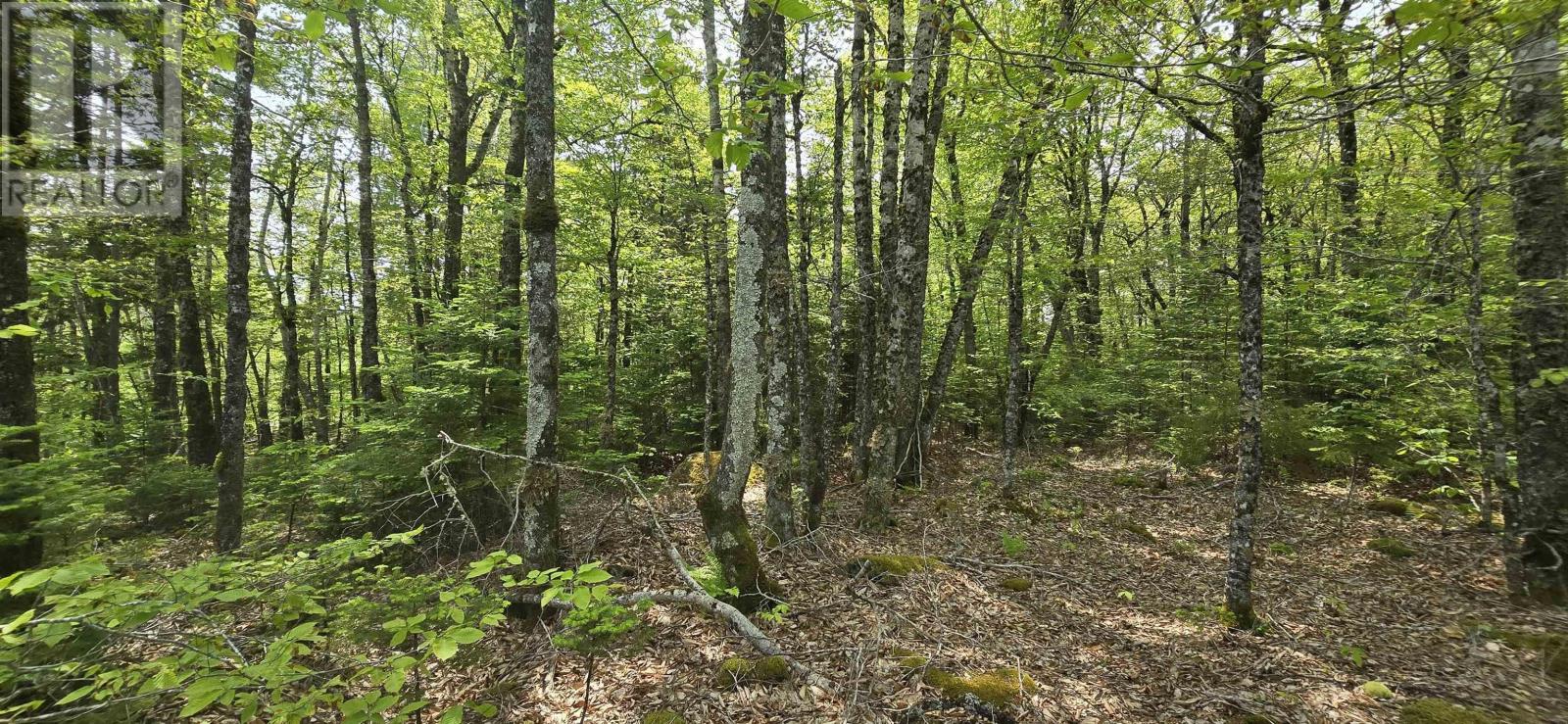 Lot 9 Nathan Croft Road, Camperdown Meadows, Camperdown, Nova Scotia  B4V 6T9 - Photo 18 - 202501211