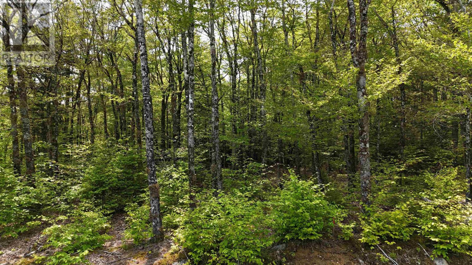 Lot 2 Nathan Croft Road, Camperdown Meadows, Camperdown, Nova Scotia  B4V 6T9 - Photo 12 - 202501241