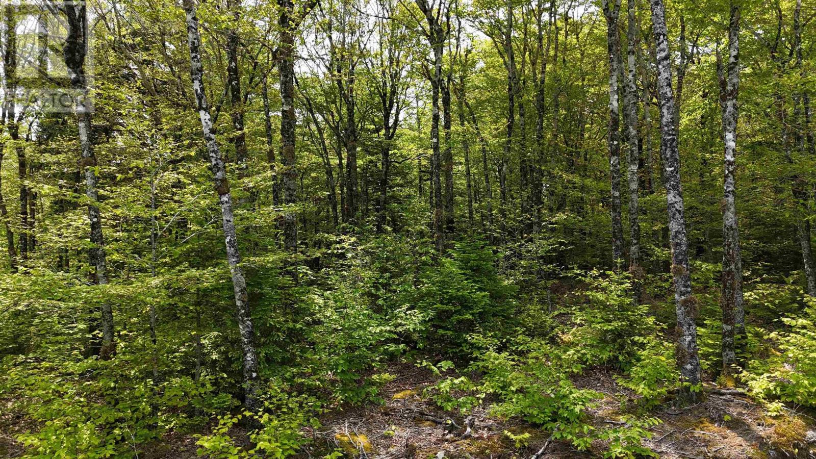 Lot 2 Nathan Croft Road, Camperdown Meadows, Camperdown, Nova Scotia  B4V 6T9 - Photo 13 - 202501241