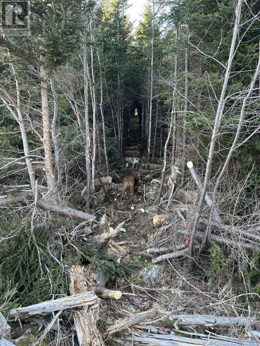Lot 4-B West Petpeswick Road, Musquodoboit Harbour, Nova Scotia  B0J 2L0 - Photo 21 - 202501174