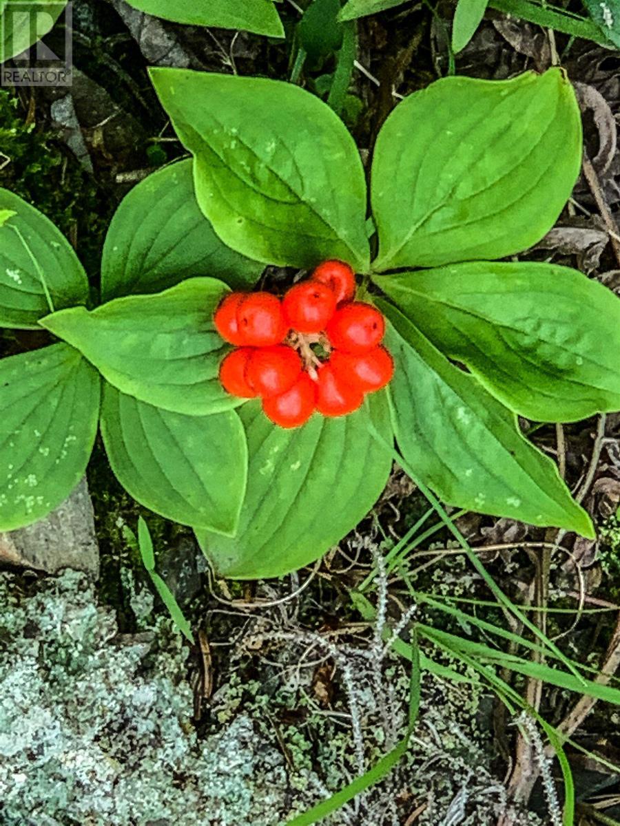 Lot Bonnie Road, Meteghan, Nova Scotia  B0W 2J0 - Photo 10 - 202418385