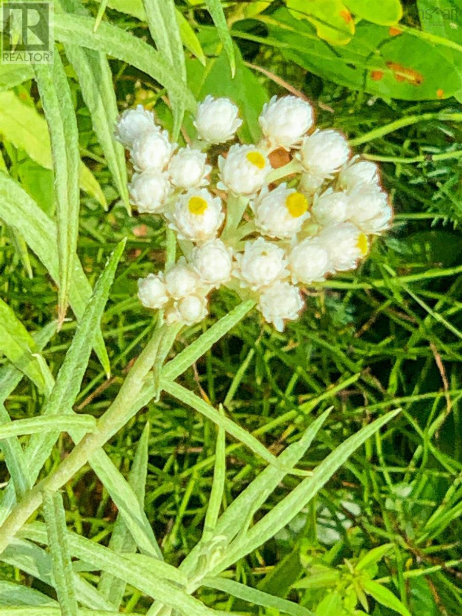 Lot Bonnie Road, Meteghan, Nova Scotia  B0W 2J0 - Photo 12 - 202418385